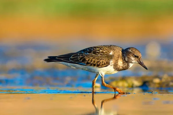 Joli Oiseau Eau Contexte Naturel Oiseau Ruddy Turnstone Arenaria Interprète — Photo