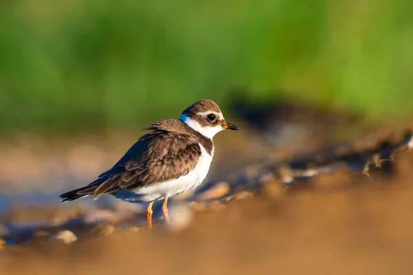 Lindo Pajarito Fondo Colorido Hábitat Naturaleza Bird Common Ringed Plover —  Fotos de Stock