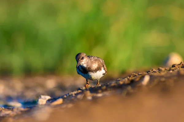 かわいい水鳥 自然な背景 ラディターンストーン アレンナリアインタープレアンタルヤ トルコ — ストック写真