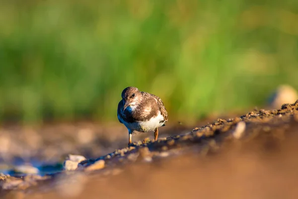 Niedlicher Wasservogel Natürlicher Hintergrund Vogel Rostiger Wendehammer Arenaria Interpretiert Antalya — Stockfoto