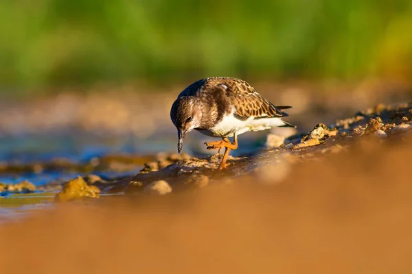 Cute Ptak Wodny Naturalne Tło Ptak Ruddy Turnstone Arenaria Interpres — Zdjęcie stockowe