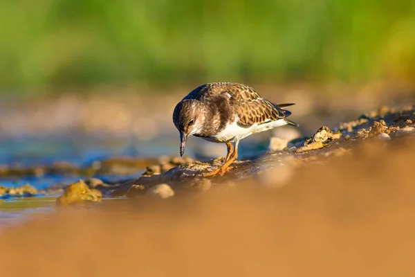 Cute Water Bird Natural Background Bird Ruddy Turnstone Arenaria Interpres — Stock Photo, Image