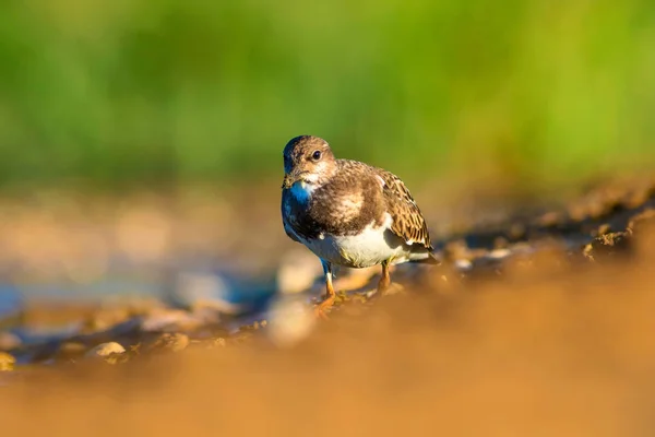 Joli Oiseau Eau Contexte Naturel Oiseau Ruddy Turnstone Arenaria Interprète — Photo