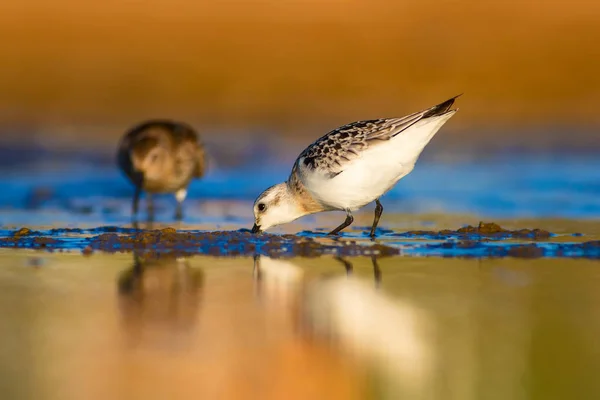 Schattige Kleine Water Vogel Kleurrijke Natuur Habitat Achtergrond Vogel Kleine — Stockfoto