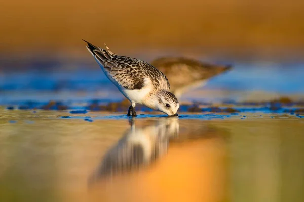 Niedlichen Kleinen Wasservogel Farbenfrohe Natur Lebensraum Hintergrund Vogel Wenig Stint — Stockfoto