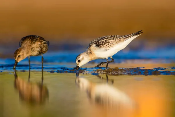 可爱的小鸟 五颜六色的自然栖息地背景 小Stint 卡里里斯 米努塔 — 图库照片