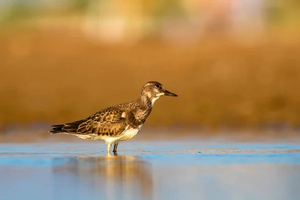 Rozkošný Vodní Pták Přirozené Pozadí Ten Pták Ruddy Turnstone Arenaria — Stock fotografie