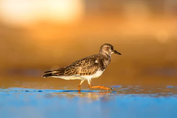 Joli Oiseau Eau Contexte Naturel Oiseau Ruddy Turnstone Arenaria Interprète — Photo