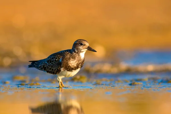 Joli Oiseau Eau Contexte Naturel Oiseau Ruddy Turnstone Arenaria Interprète — Photo