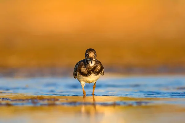 Aranyos Víz Madár Természetes Háttér Madár Ruddy Turnstone Arenaria Interpres — Stock Fotó