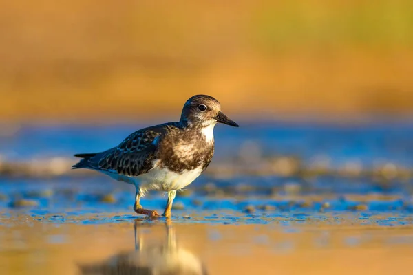 Joli Oiseau Eau Contexte Naturel Oiseau Ruddy Turnstone Arenaria Interprète — Photo