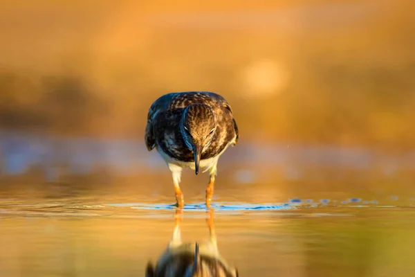 Sød Vandfugl Naturlig Baggrund Det Ruddy Turnstone Arenaria Interpres Antalya - Stock-foto