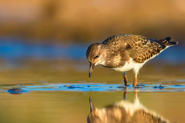 Niedlicher Wasservogel Natürlicher Hintergrund Vogel Rostiger Wendehammer Arenaria Interpretiert Antalya — Stockfoto