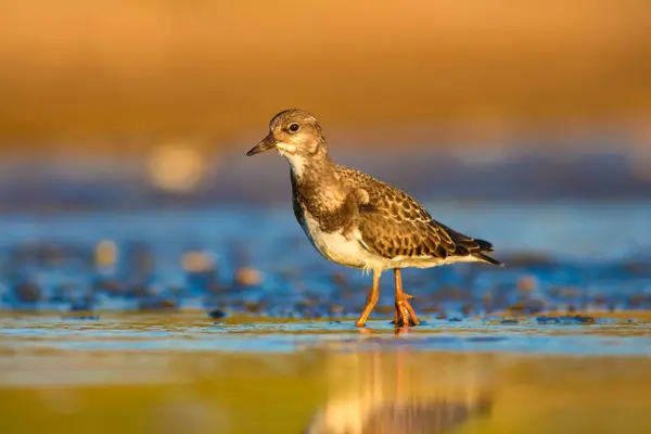 Niedlicher Wasservogel Natürlicher Hintergrund Vogel Rostiger Wendehammer Arenaria Interpretiert Antalya — Stockfoto