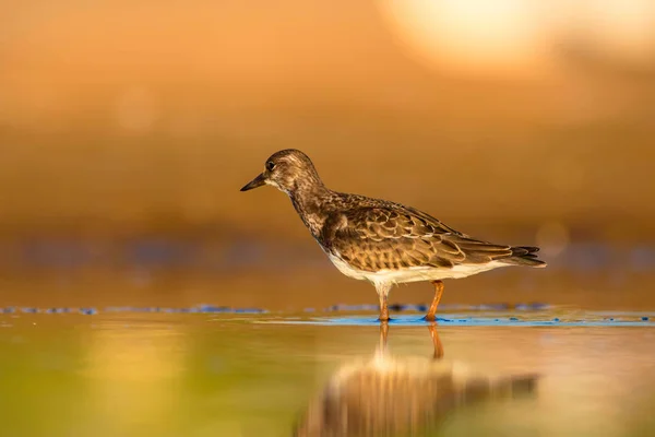 Joli Oiseau Eau Contexte Naturel Oiseau Ruddy Turnstone Arenaria Interprète — Photo