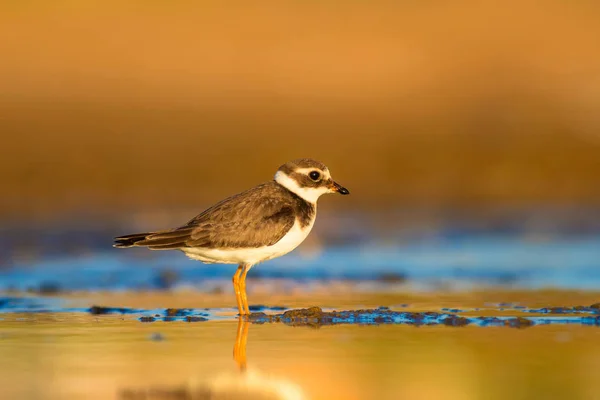 Joli Petit Oiseau Nature Colorée Fond Habitat Oiseau Pluvier Annelé — Photo