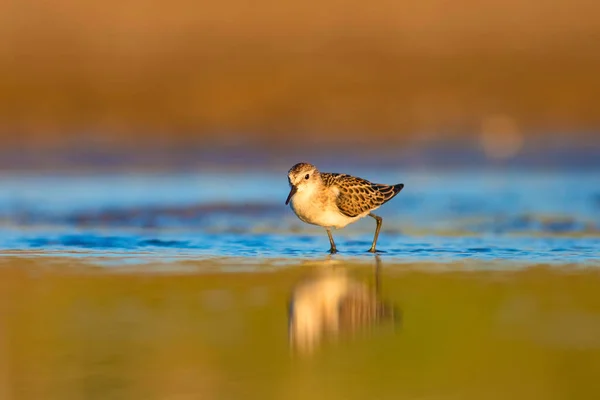 Ładny Mały Brzeg Ptaka Mały Stint Kolorowe Tło Siedlisk Przyrodniczych — Zdjęcie stockowe
