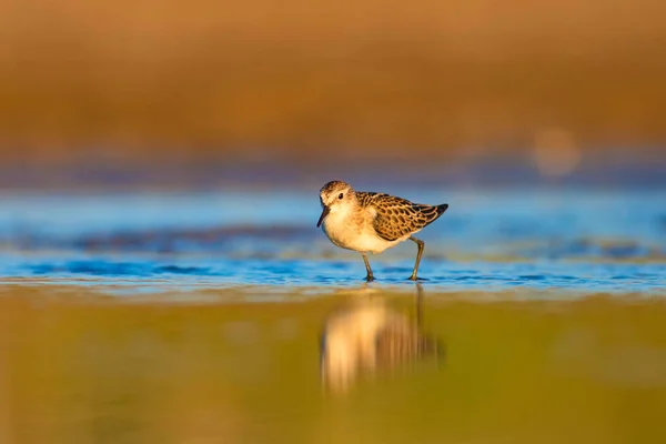 Que Passarinho Bonito Pequeno Stint Natureza Colorida Habitat Fundo — Fotografia de Stock