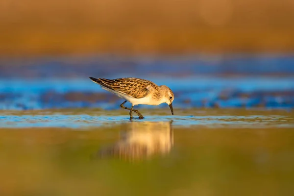 Joli Petit Oiseau Rivage Petit Stint Nature Colorée Fond Habitat — Photo