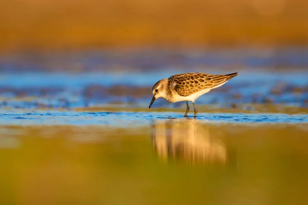 Niedlicher Kleiner Ufervogel Wenig Stint Bunte Natur Lebensraum Hintergrund — Stockfoto