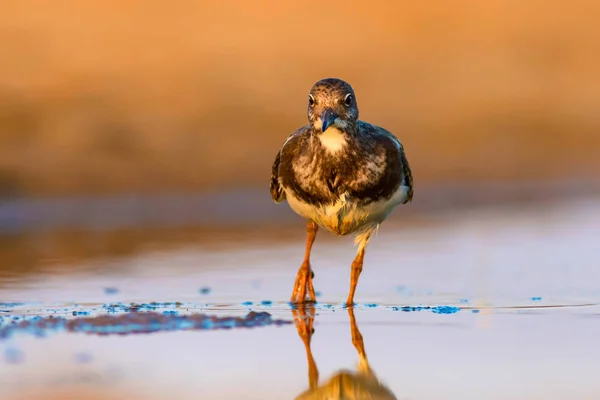 Uccello Acqua Carino Sfondo Naturale Ruddy Turnstone Arenaria Interpreta Antalya — Foto Stock