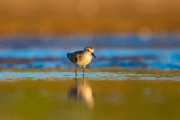 Joli Petit Oiseau Rivage Petit Stint Nature Colorée Fond Habitat — Photo