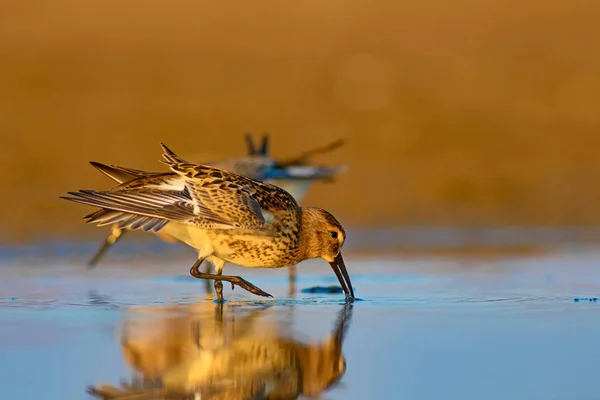 Kolorowa Natura Ptak Wodny Kolorowe Tło Siedlisk Przyrodniczych Ptak Curlew — Zdjęcie stockowe