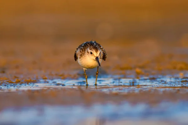 Que Passarinho Bonito Pequeno Stint Natureza Colorida Habitat Fundo — Fotografia de Stock