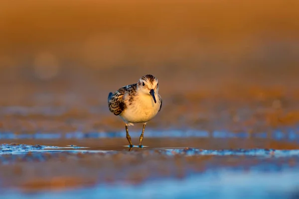 Joli Petit Oiseau Rivage Petit Stint Nature Colorée Fond Habitat — Photo