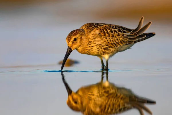 Nature Colorée Oiseau Eau Nature Colorée Fond Habitat Oiseau Bécasseau — Photo