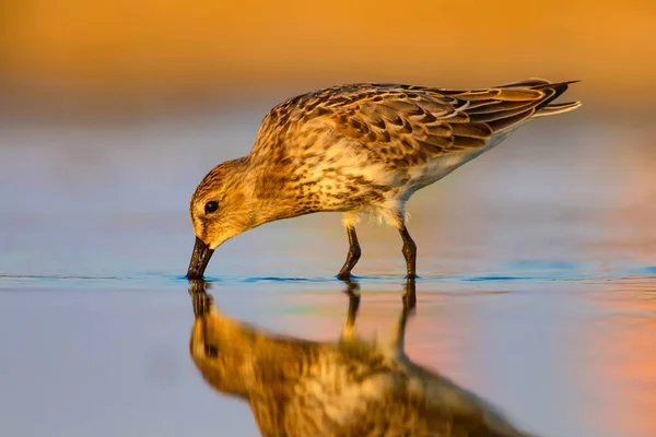 Colorful nature and water bird. Colorful nature habitat background. Bird: Curlew Sandpiper. Calidris ferruginea.