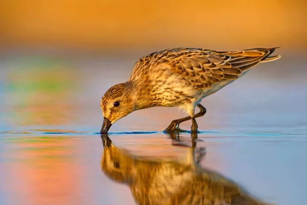 Kleurrijke Natuur Water Vogel Kleurrijke Natuur Habitat Achtergrond Vogel Curlew — Stockfoto