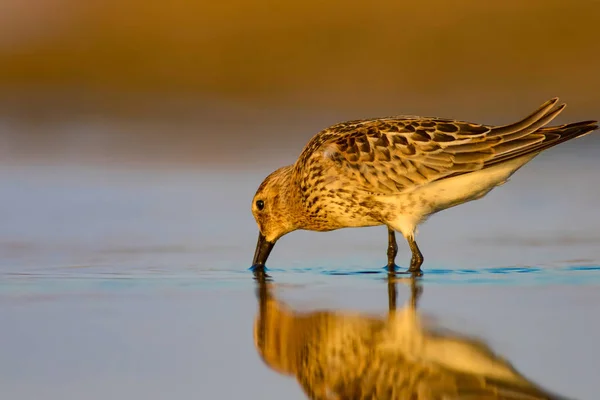 Natureza Colorida Pássaro Aquático Natureza Colorida Habitat Fundo Curlew Sandpiper — Fotografia de Stock