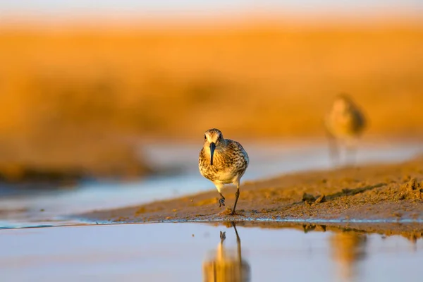 Färgglad Natur Och Vatten Fågel Färgstarka Natur Habitat Bakgrund Fågel — Stockfoto