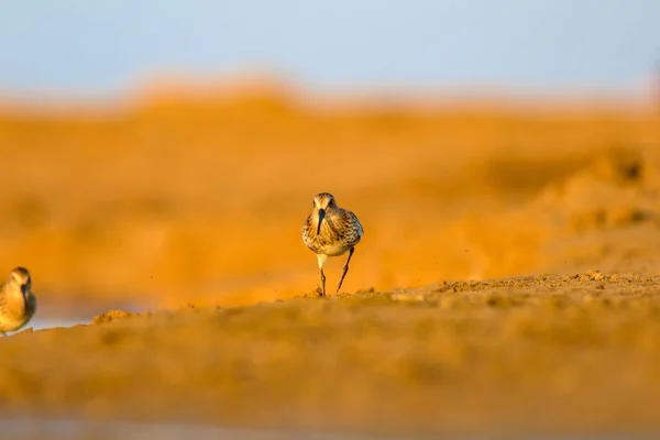カラフルな自然と水鳥 カラフルな自然の生息地の背景 カールサンドパイパー カリドリス フェルギネア — ストック写真