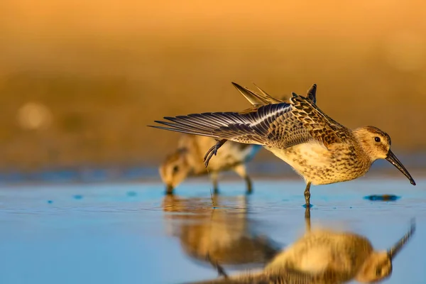 Natureza Colorida Pássaro Aquático Natureza Colorida Habitat Fundo Curlew Sandpiper — Fotografia de Stock