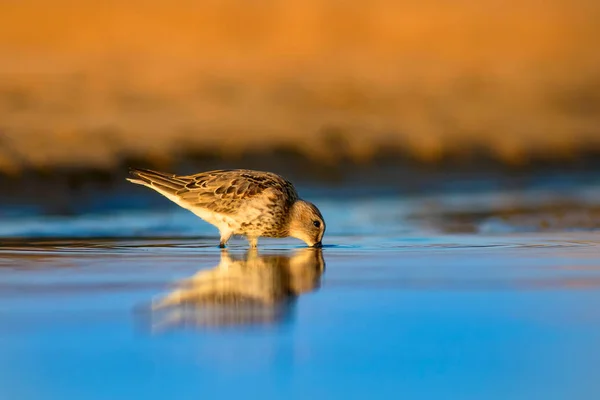 Барвиста Природа Водяний Птах Барвистий Фон Середовища Існування Природи Птах — стокове фото