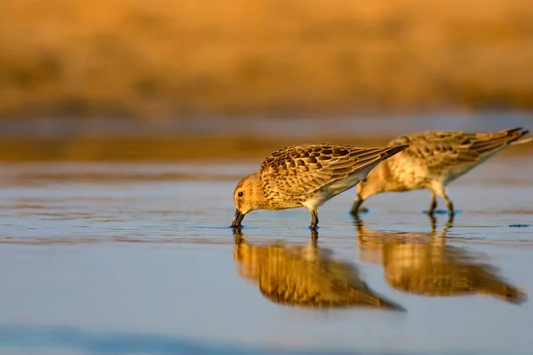 Colorful nature and water bird. Colorful nature habitat background. Bird: Curlew Sandpiper. Calidris ferruginea.