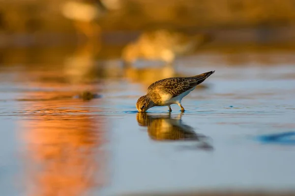 可爱的小岸鸟 小Stint 五颜六色的自然栖息地背景 — 图库照片