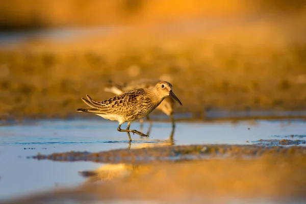 Colorful nature and water bird. Colorful nature habitat background. Bird: Curlew Sandpiper. Calidris ferruginea.