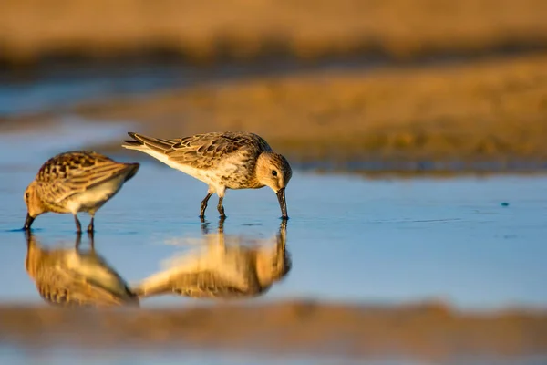 Natureza Colorida Pássaro Aquático Natureza Colorida Habitat Fundo Curlew Sandpiper — Fotografia de Stock