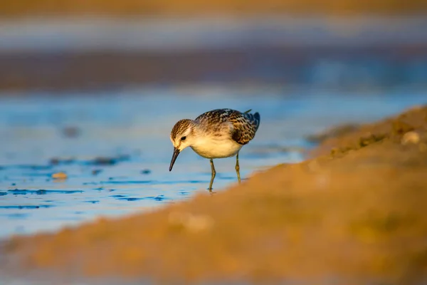 Joli Petit Oiseau Rivage Petit Stint Nature Colorée Fond Habitat — Photo