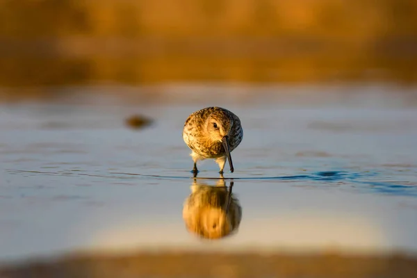 Colorful nature and water bird. Colorful nature habitat background. Bird: Curlew Sandpiper. Calidris ferruginea.