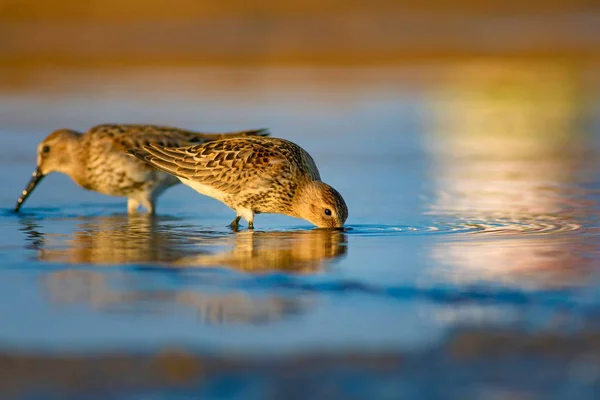 Barevný Druh Vodní Pták Barevné Pozadí Přírodních Stanovišť Pták Curlew — Stock fotografie
