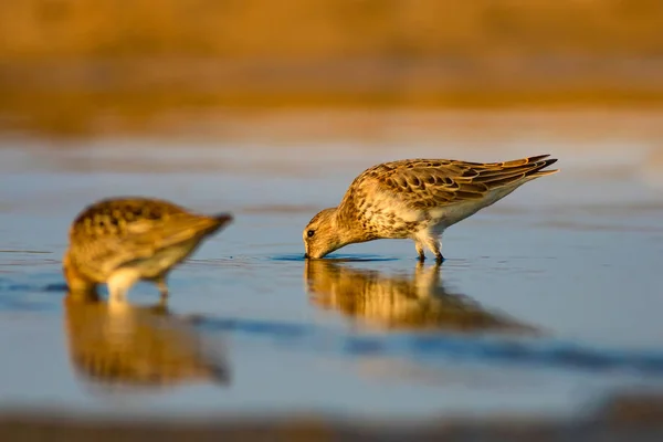 Natureza Colorida Pássaro Aquático Natureza Colorida Habitat Fundo Curlew Sandpiper — Fotografia de Stock