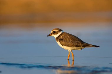 Doğa ve kuş. Sevimli küçük su kuşu. Renkli doğa arka plan. Kuş: Ortak Halkalı Yağmurcun. 