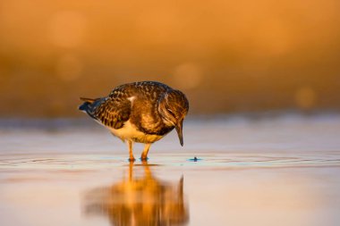 Su kuşu Turnstone. Doğa arka planı. Kuş: Ruddy Turnstone. Arenaria interpres