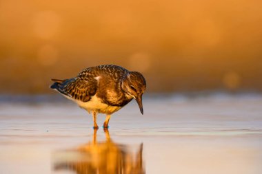Su kuşu Turnstone. Doğa arka planı. Kuş: Ruddy Turnstone. Arenaria interpres