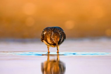 Su kuşu Turnstone. Doğa arka planı. Kuş: Ruddy Turnstone. Arenaria interpres