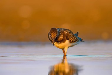 Su kuşu Turnstone. Doğa arka planı. Kuş: Ruddy Turnstone. Arenaria interpres